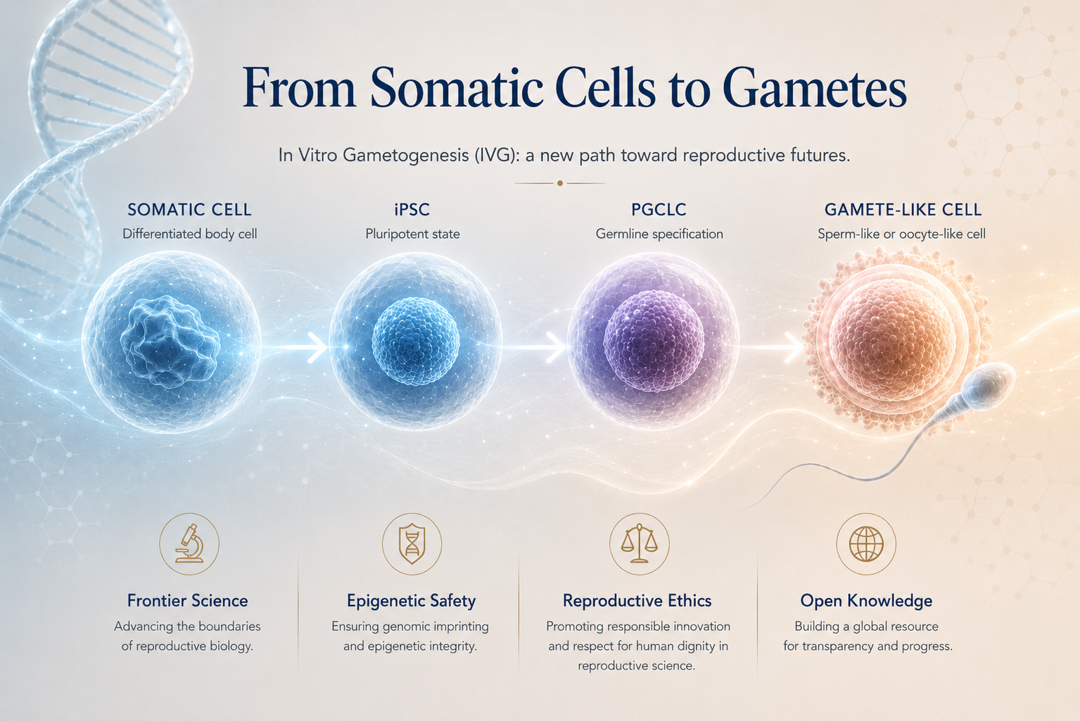 IVG pathway from somatic cell to iPSC, PGCLC, and gamete-like cell