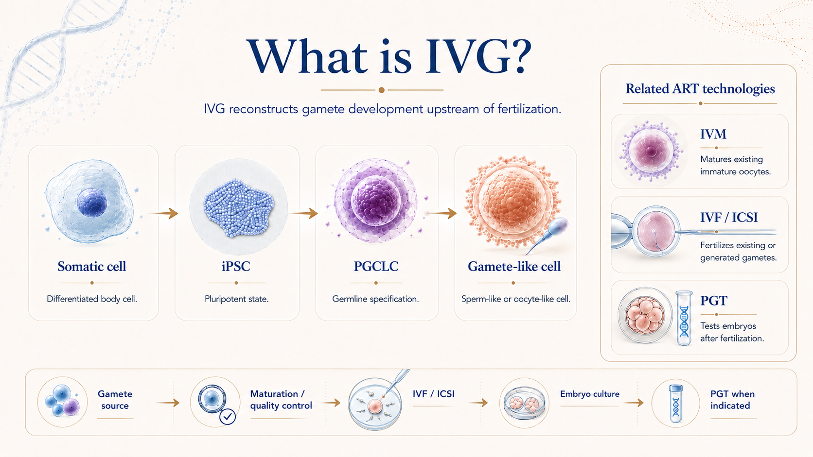 What is IVG: somatic cell to iPSC, PGCLC, gamete-like cell, and related ART technologies including IVM, IVF or ICSI, and PGT